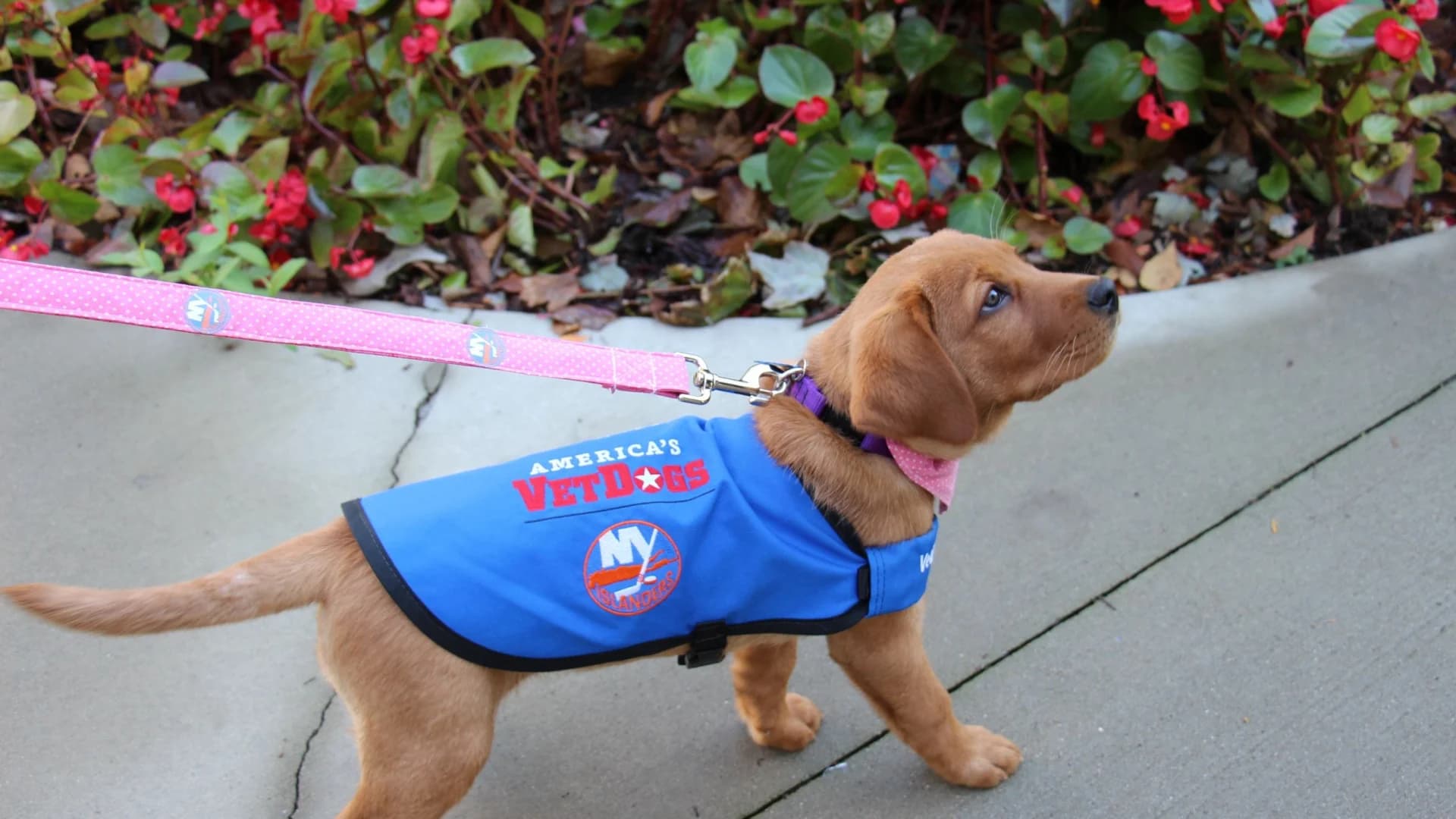 Islanders draft new puppy to become service dog - and you can vote on her name!