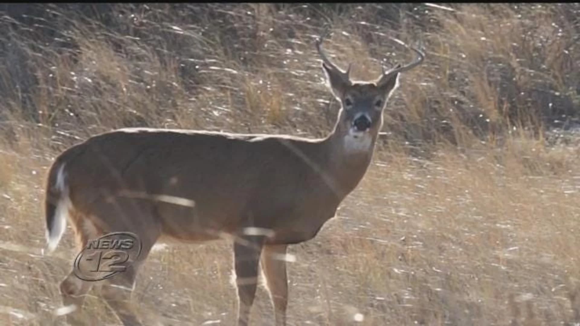 Judge rules William Floyd Estate deer cull may proceed