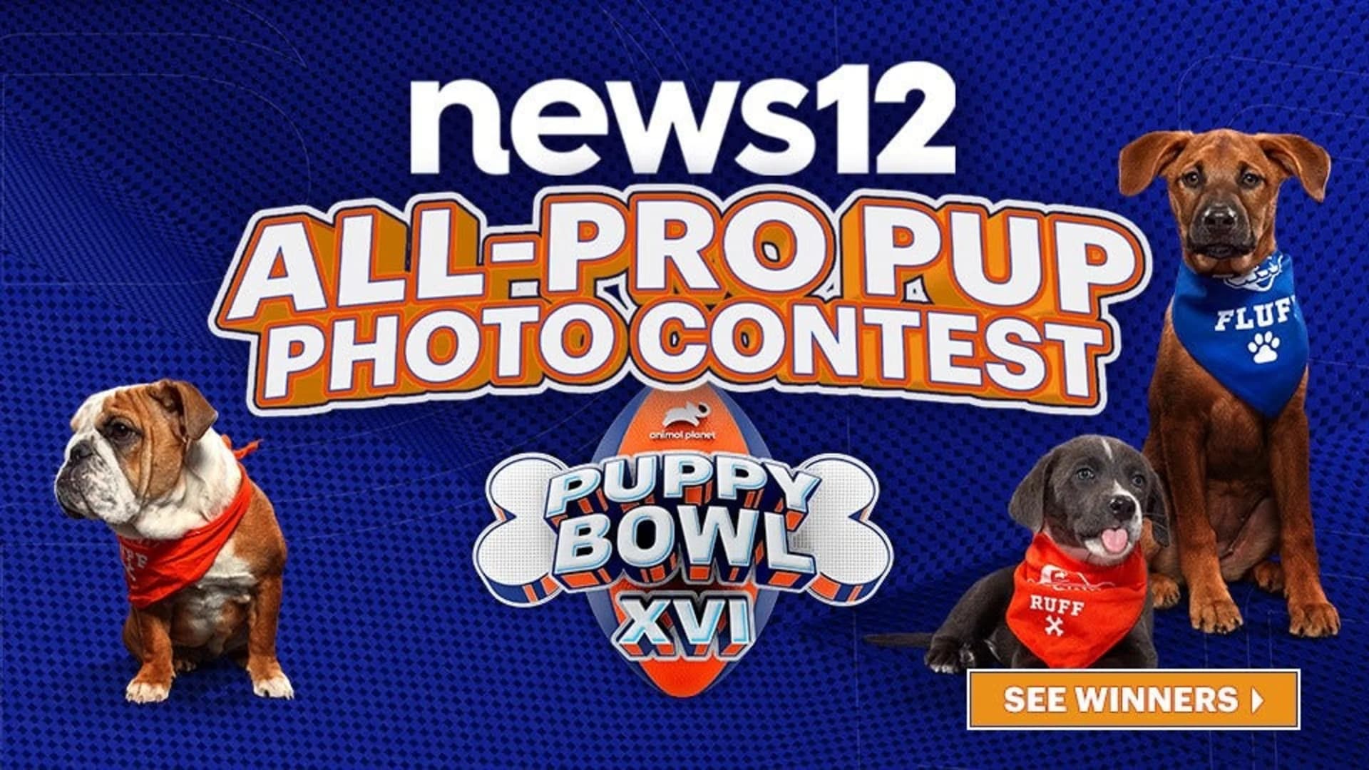 See who won the All-Pro Pup Photo Contest!