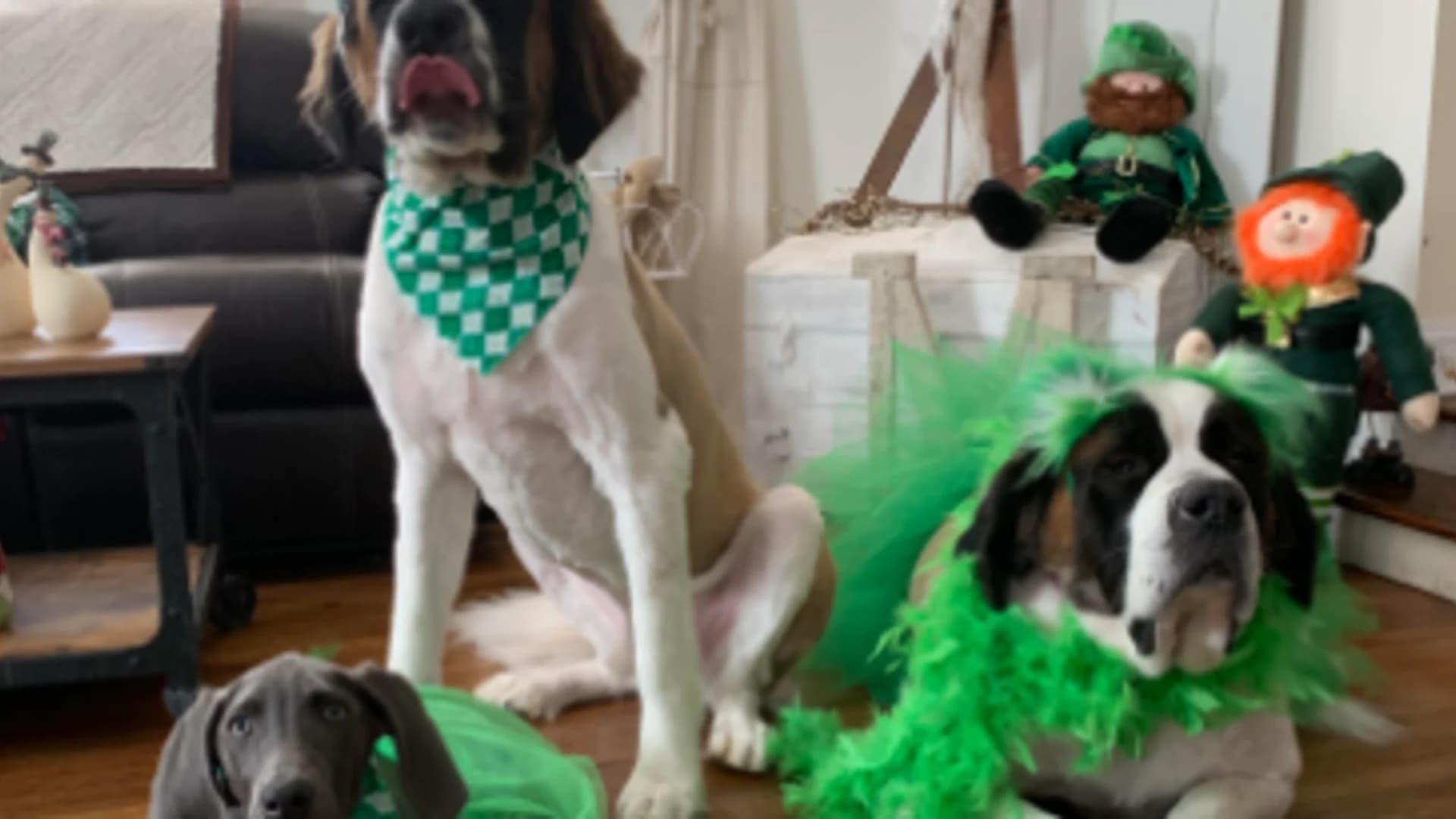 Your Long Island St. Patrick's Day Photos