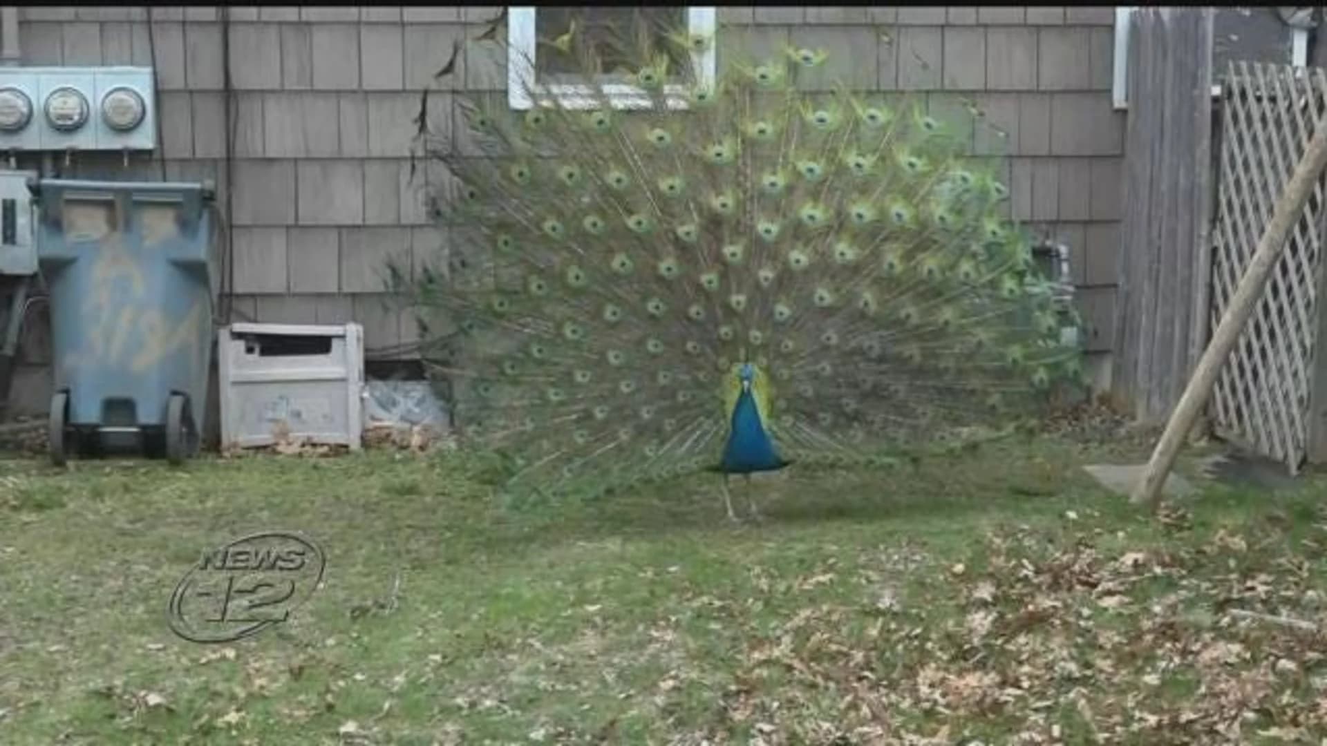 Wandering peacock turns heads in Suffolk neighborhood
