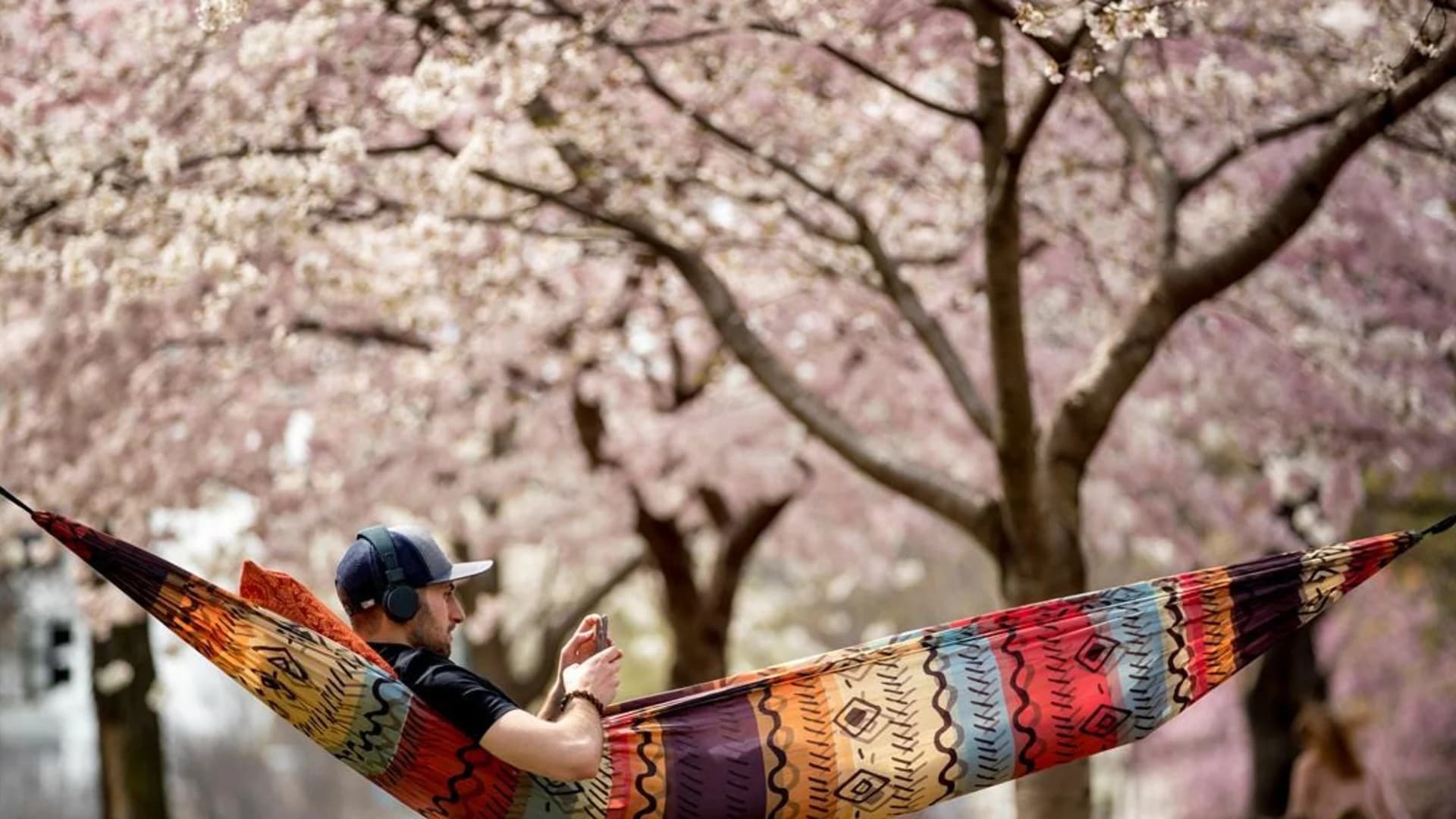 Dazzling cherry blossoms in Washington, DC
