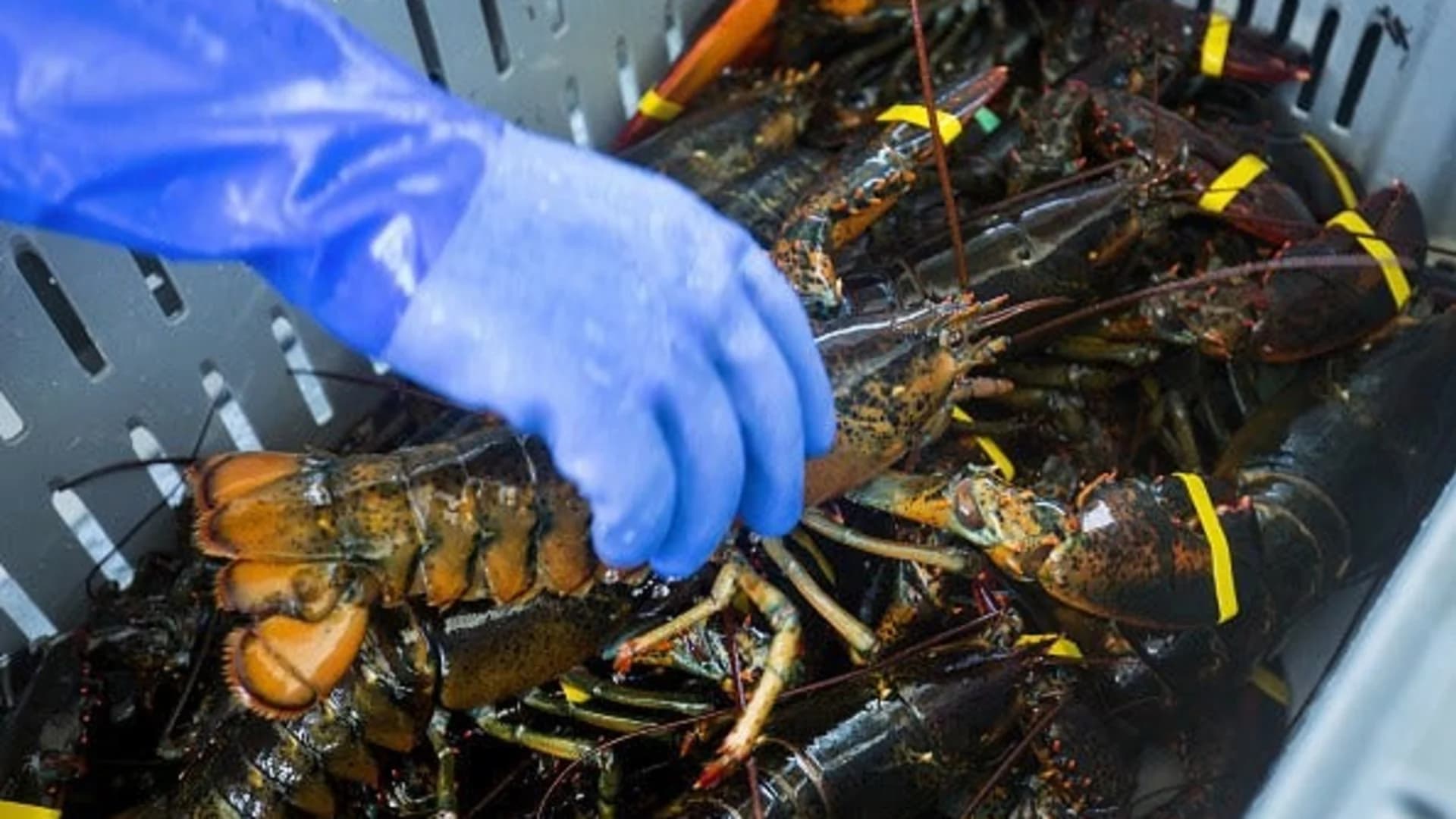 Baked before boiled, lobster farm using marijuana to ease trauma of cooking