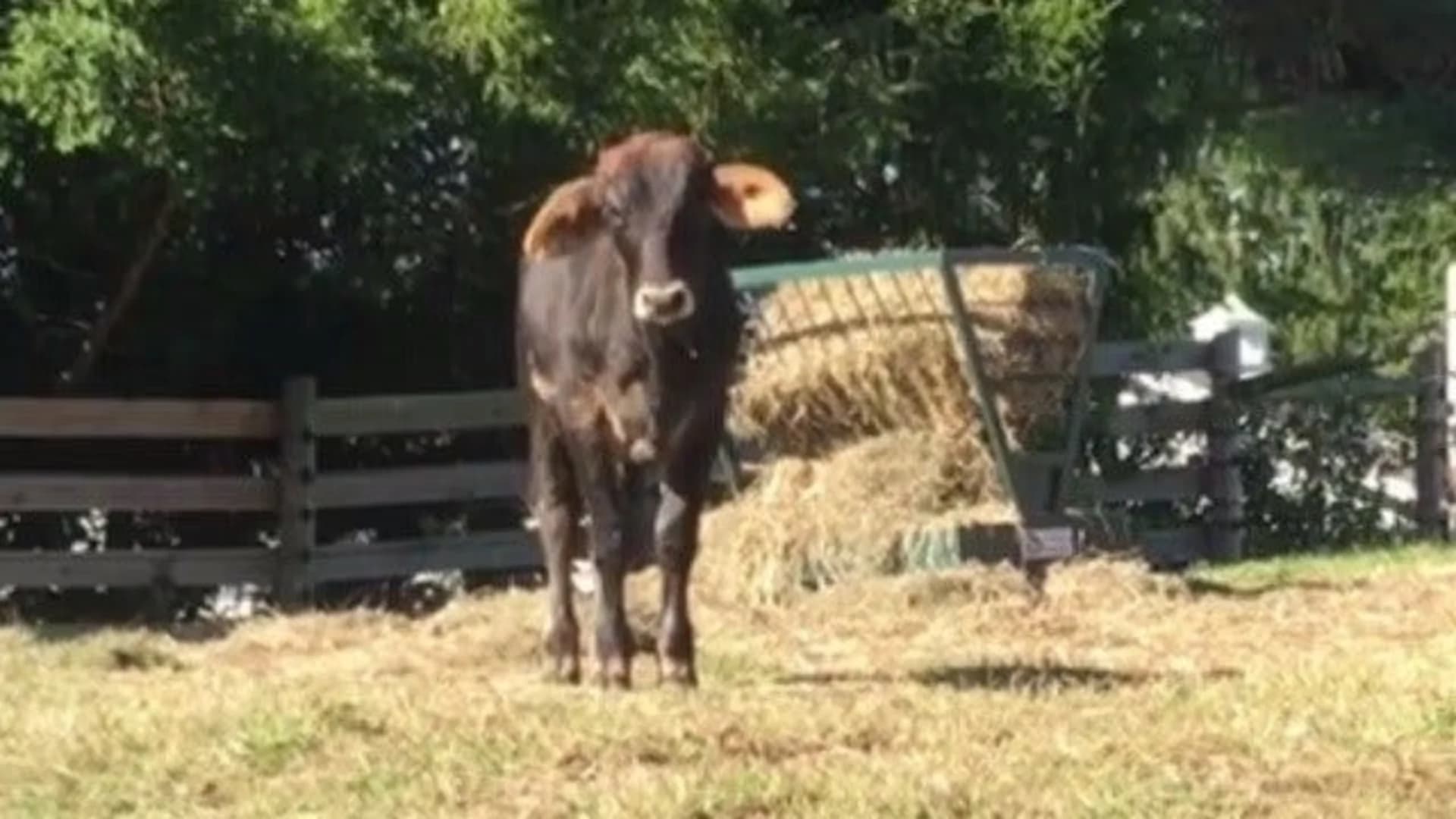 Escaped Brooklyn bull to remain at NJ animal sanctuary