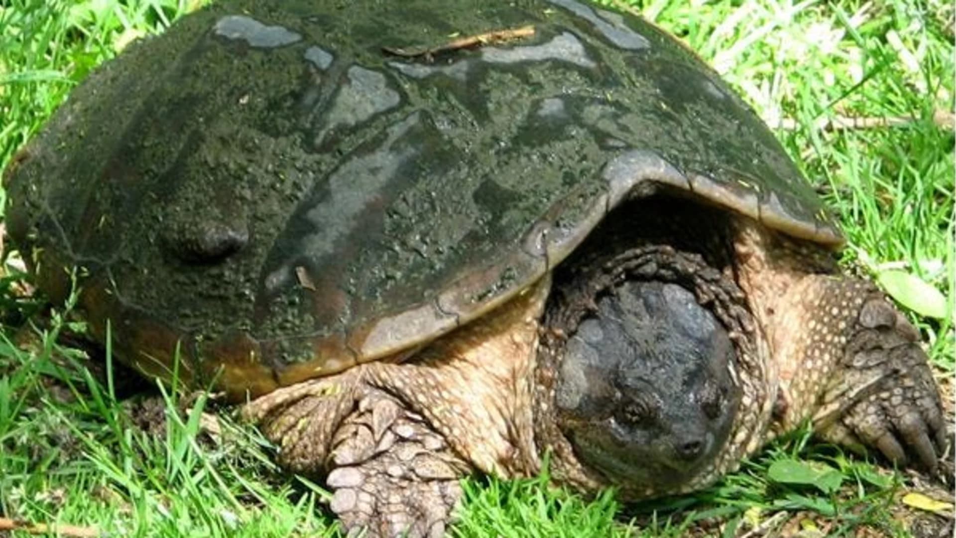 Freehold man pleads guilty to smuggling box turtles from Oklahoma