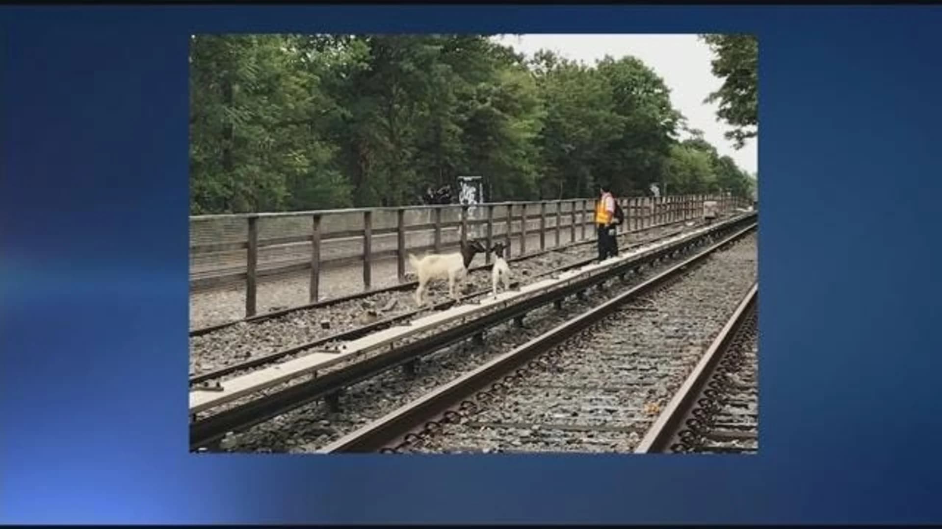 Goats roam loose along N line tracks in Brooklyn